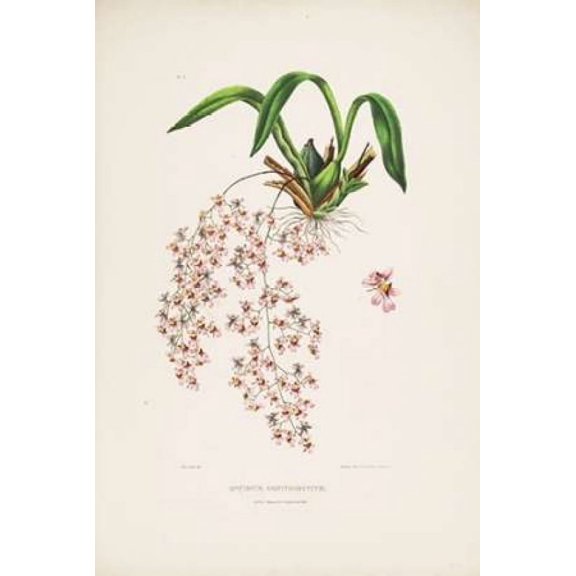 Orchid, Oncidium Bateman Poster Print by Augusta Withers (12 x 18)