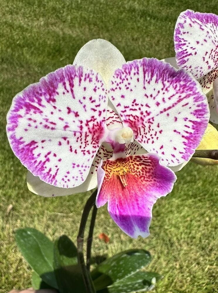 Orchid Phalaenopsis Phal Shalu Rose × Yu Pin Fire Works. Big Lip. Spike