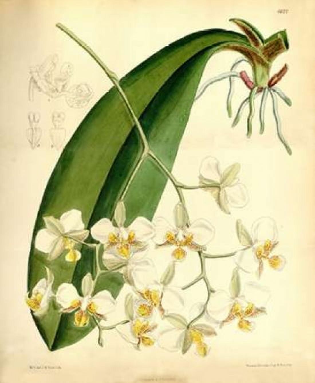 Orchid Phalaenopsis Stuartiana Canvas Art - William Curtis (20 x 24)