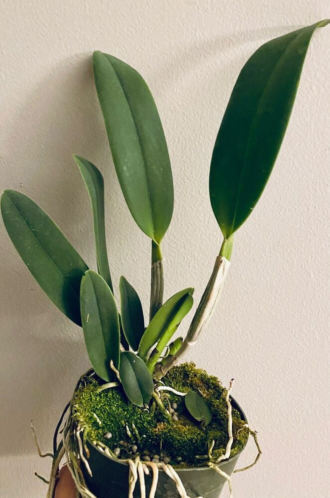 Orchid Plant Rlc Golden Passion Bloom size