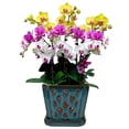 thumbnail image 1 of W&W Orchid Pot with Holes and Saucer for Orchid Repotting and Better Grow,Teal, 7 inches, 1 of 7