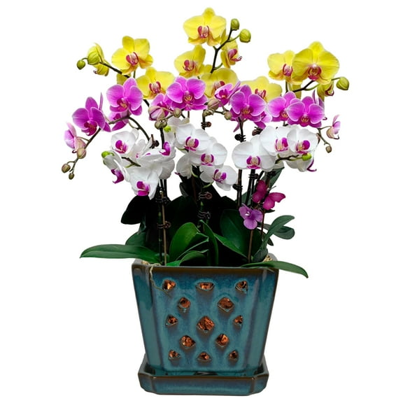 W&W Orchid Pot with Holes and Saucer for Orchid Repotting and Better Grow,Teal, 7 inches