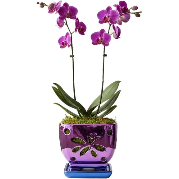 Orchid Pots with Holes Square Ceramic Orchid Planter Pots 5.5 inch (purple) | Ceramic Orchids Pots with Drainage Orchid Pots for Repotting Attached Saucer Glazed Ceramic Planters Indoor Home Decorati