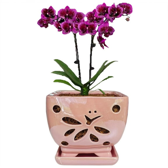 Orchid Pots with Holes Square Ceramic Orchid Planter Pots 5.5 inch (Pink)