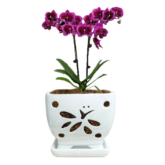 Orchid Pots with Holes Square Ceramic Orchid Planter Pots 5.5 inch (White)