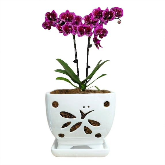 Orchid Pots with Holes Square Ceramic Orchid Planter Pots 5.5 inch (White)