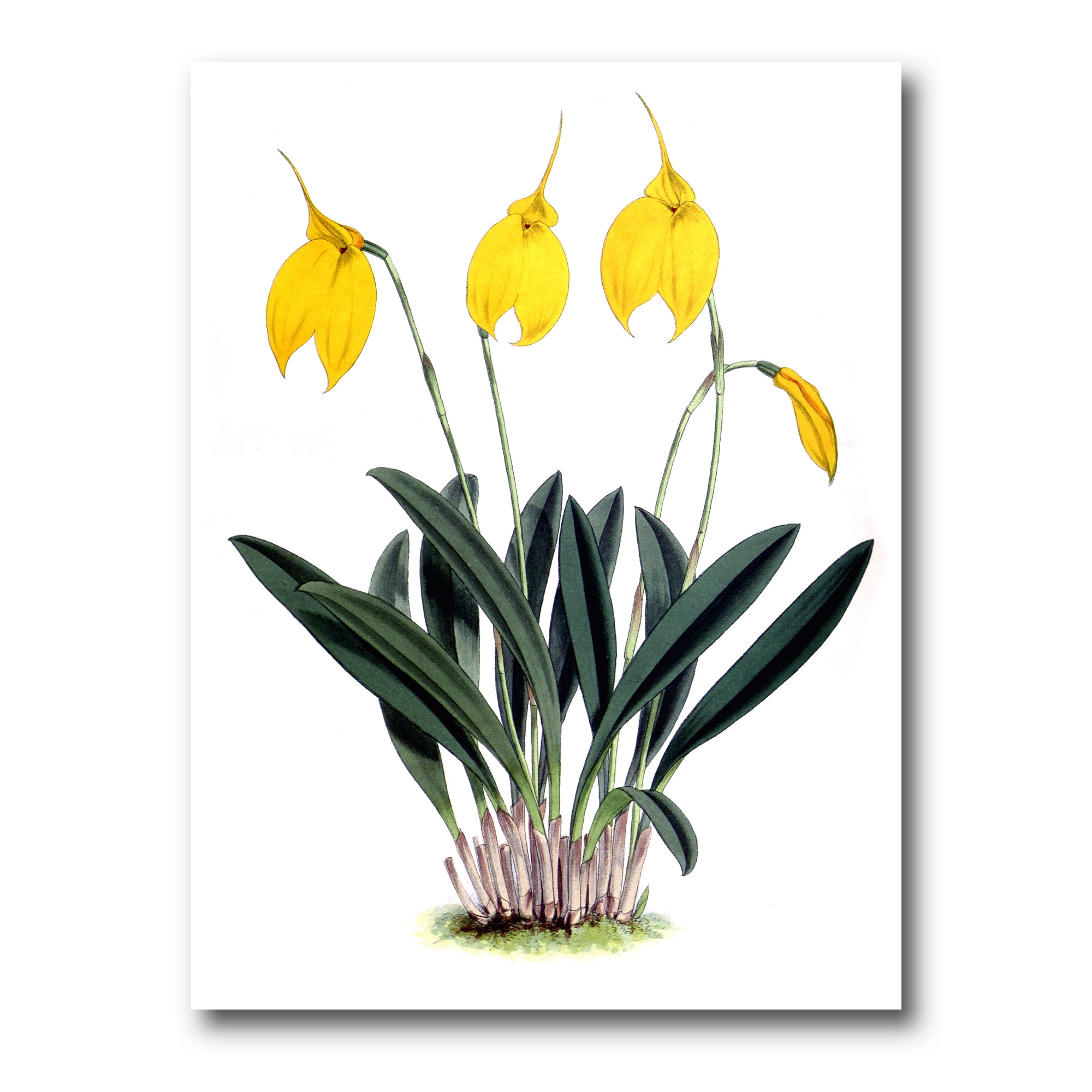 Orchid Retro Flowers 8 in x 12 in Painting Canvas Art Print, by Designart
