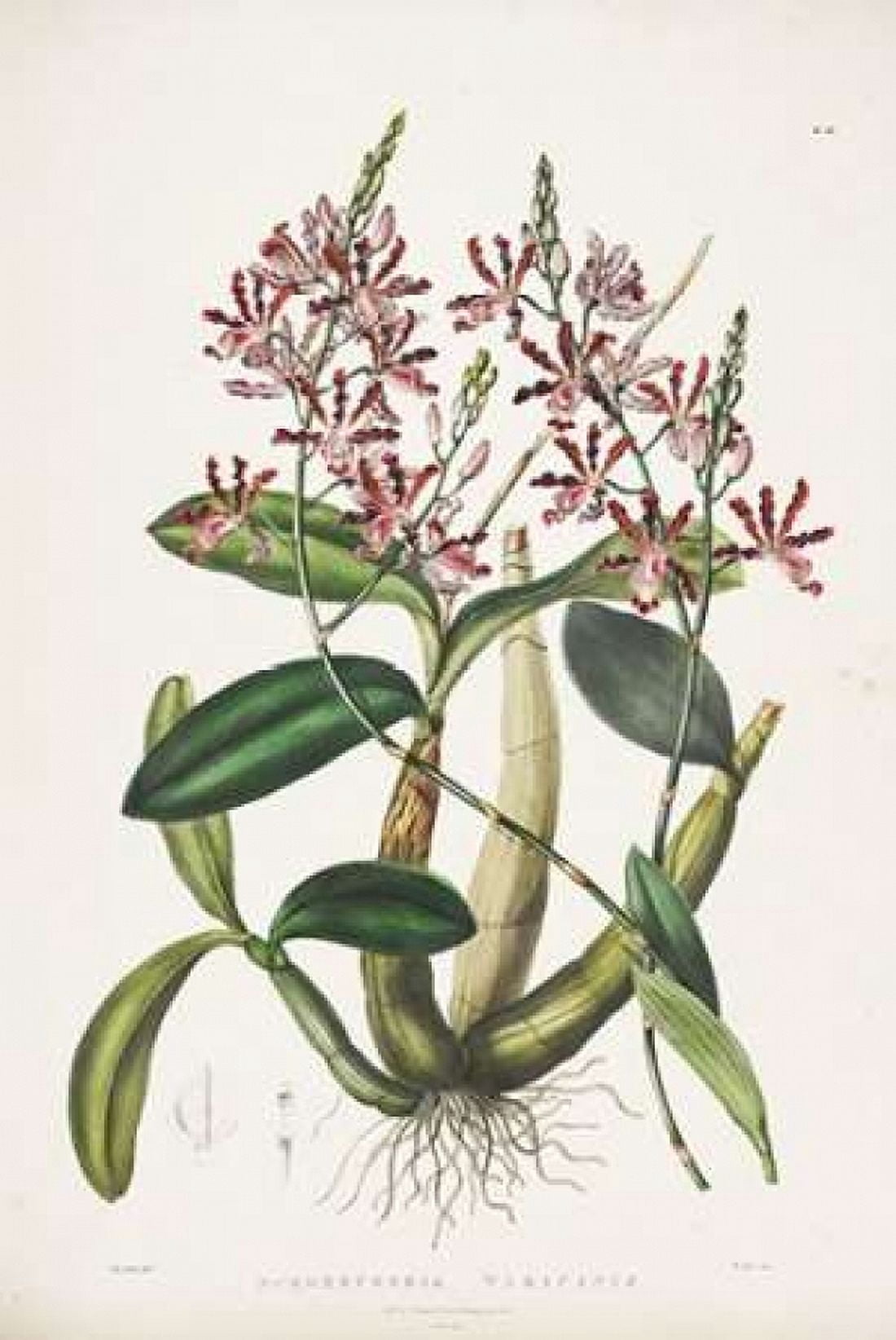 Orchid Schomburgkia Tibicinis Canvas Art - Augusta Withers (12 x 18)