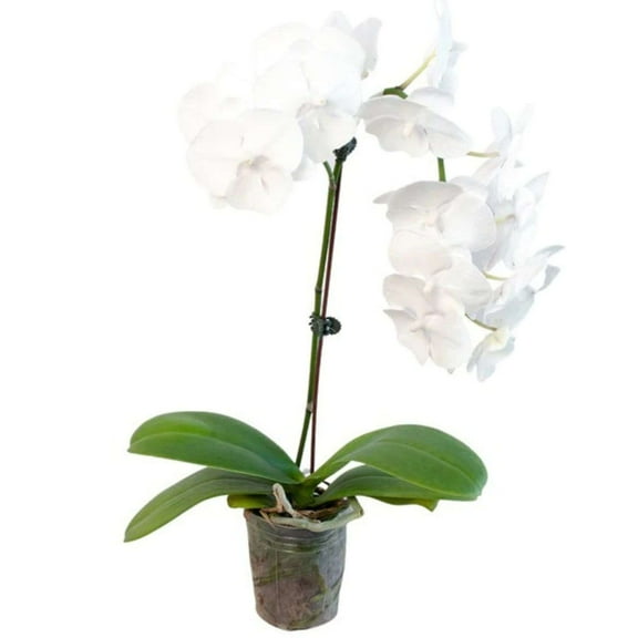 Orchid White Phalaenopsis Live Plant for Indoor | Different Houseplants in 4'' & 6'' Pot | Real House Plant for Living Room, Office & Desk | Moon or Moth | The Lovely Amabilis