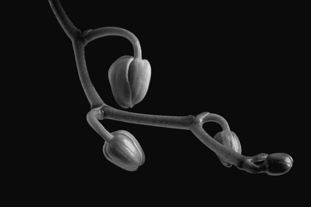 Orchid buds Waterloo Quebec Canada Canvas Art - David Chapman Design Pics (19 x 12)