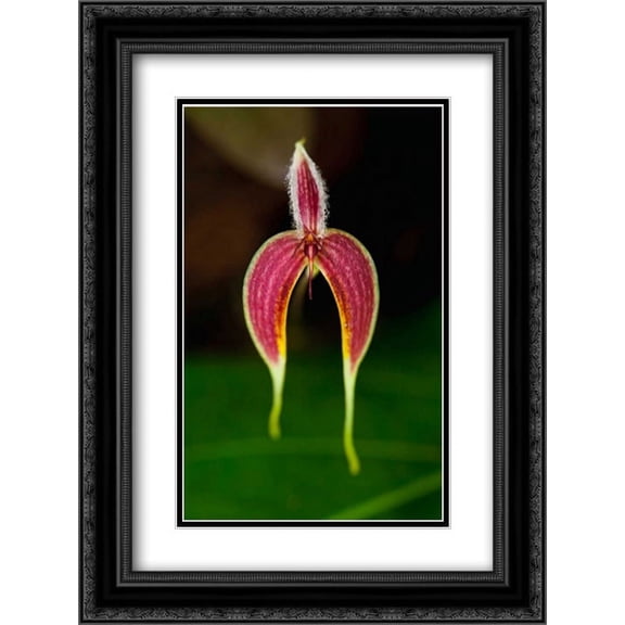 Orchid flower, Sabah, Borneo, Malaysia 2x Matted 18x24 Black Ornate Framed Art Print by Ziegler, Christian