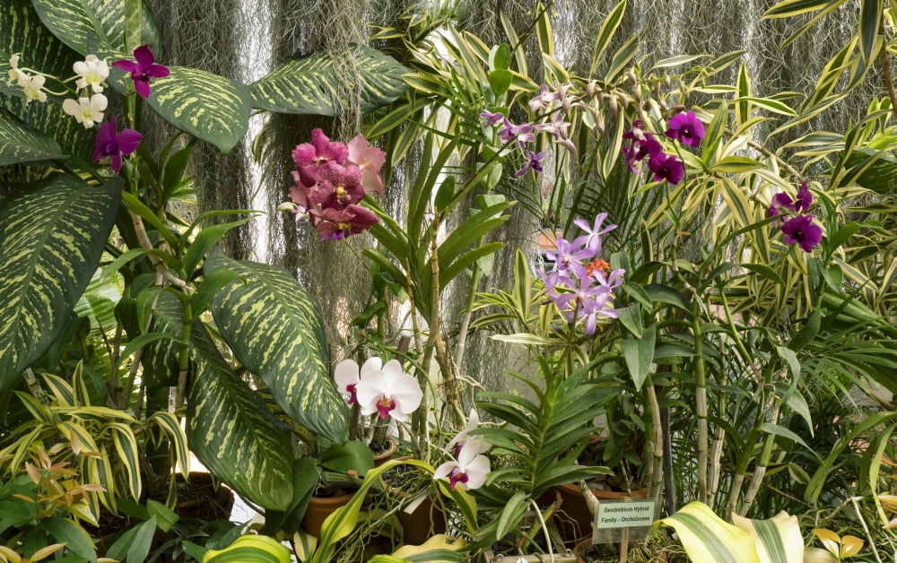 Orchid flowers in Royal Botanical Gardens Peradeniya Kandy Central Province Sri Lanka Canvas Art - Panoramic Images (11 x 17)