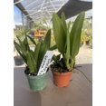 Orchid live Cattleya Mini Cattleya Fragrant - potted - Walmart.com