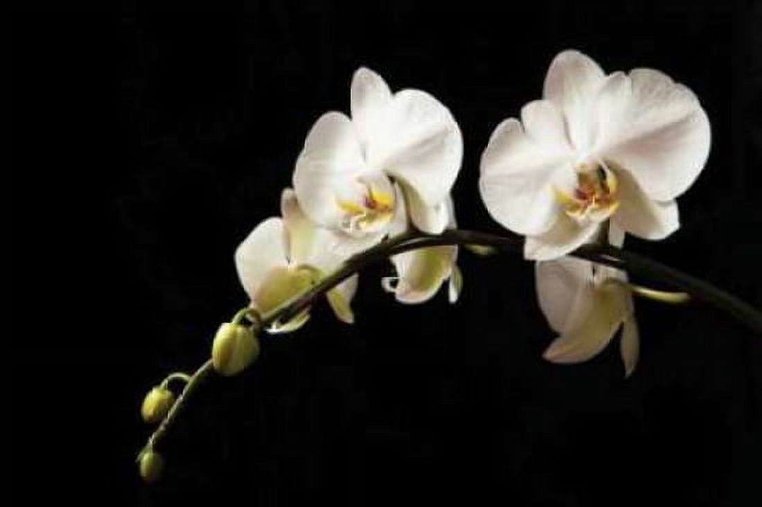 Orchid on Black Canvas Art - Karyn Millet (12 x 18)
