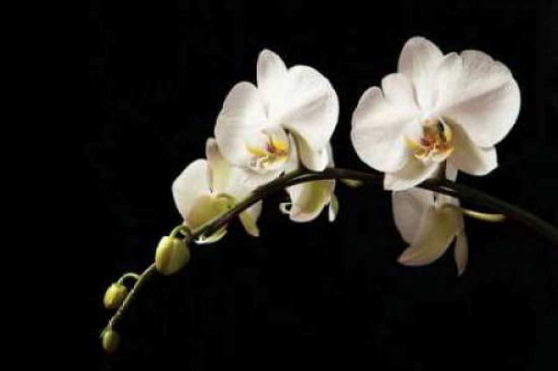 Orchid on Black Canvas Art - Karyn Millet (24 x 36)