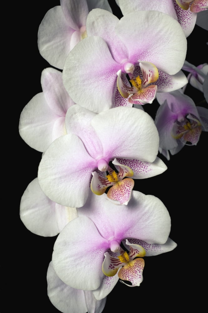 Orchids Canvas Art - David Chapman Design Pics (12 x 18)