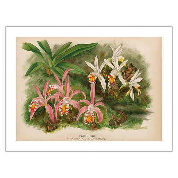 Orchids - (Pleiones Maculata and Lagenaria) - from The Orchid Album (1887) - Vintage Botanical Illustration by John Nugent Fitch c.1884 - Fine Art Matte Paper Print (Unframed) 18x24in