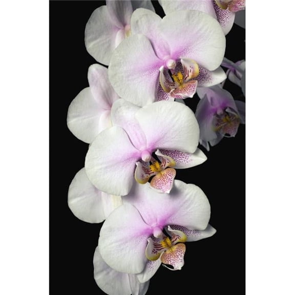 Orchids Poster Print by David Chapman, 24 x 36 - Large
