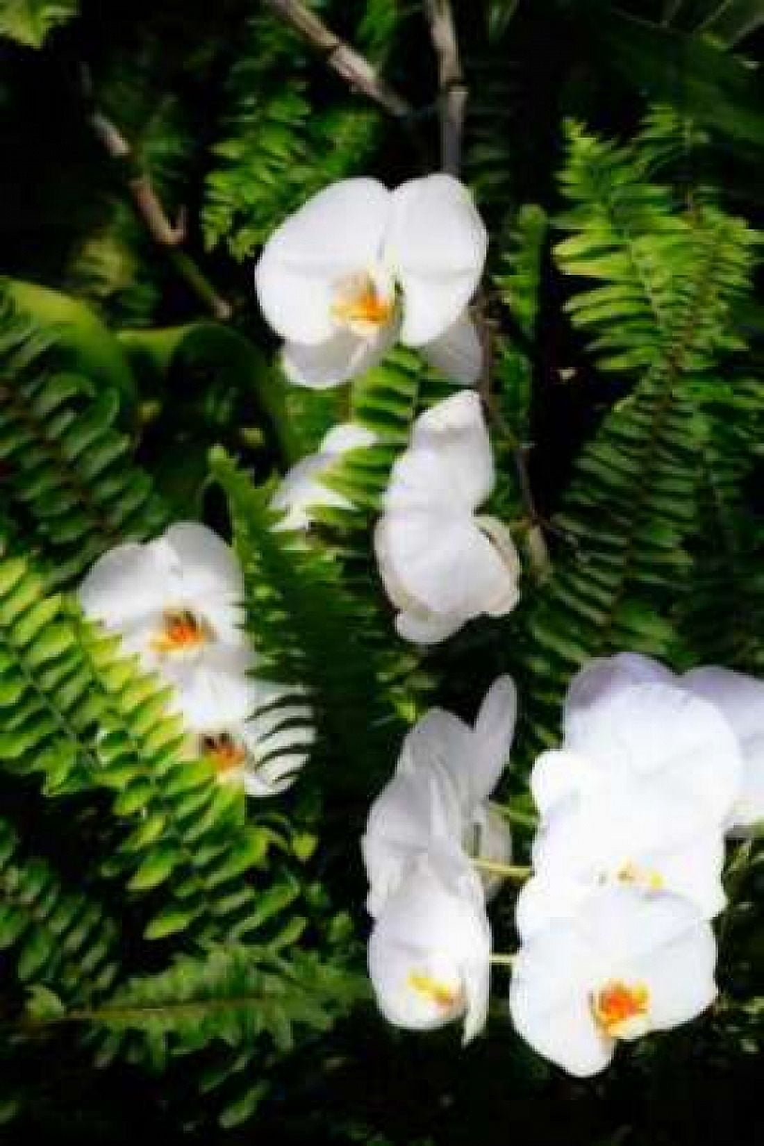 Orchids and Ferns I Canvas Art - Alan Hausenflock (20 x 28)