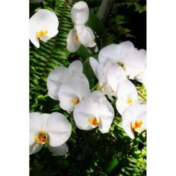 Orchids and Ferns II Poster Print by Alan Hausenflock