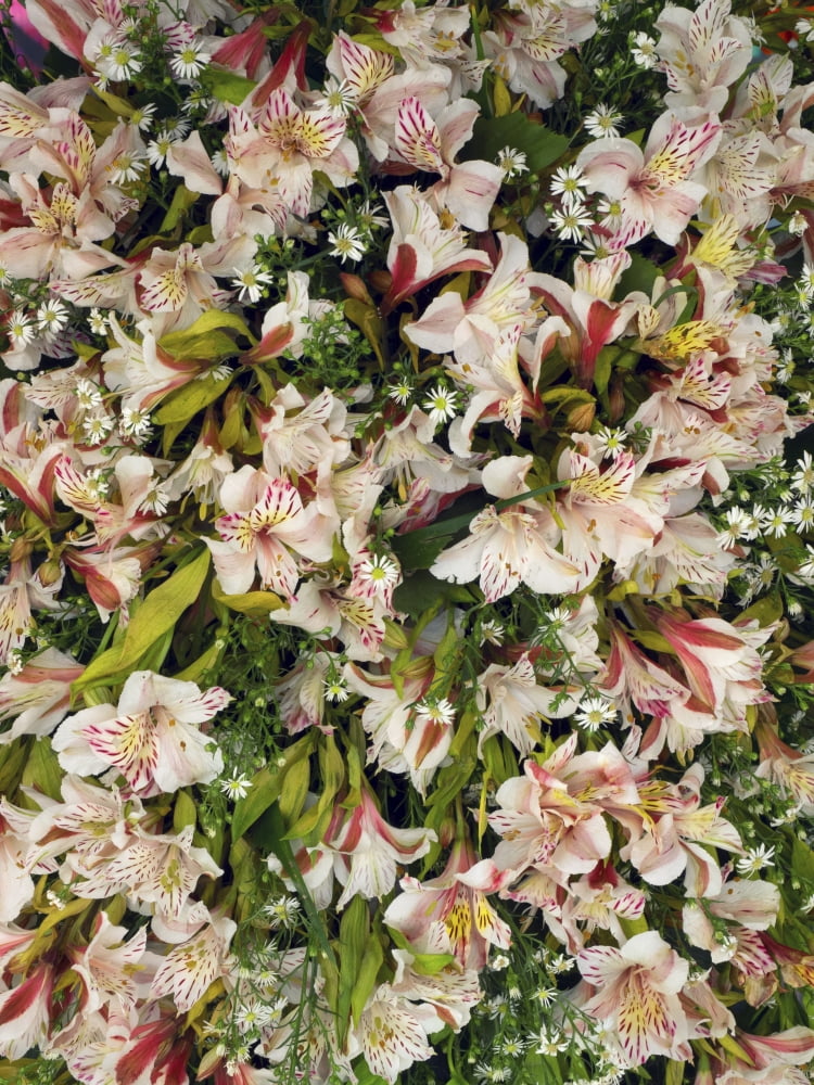 Orchids for sale in Main street market Galle Southern Province Sri Lanka Canvas Art - Panoramic Images (12 x 16)