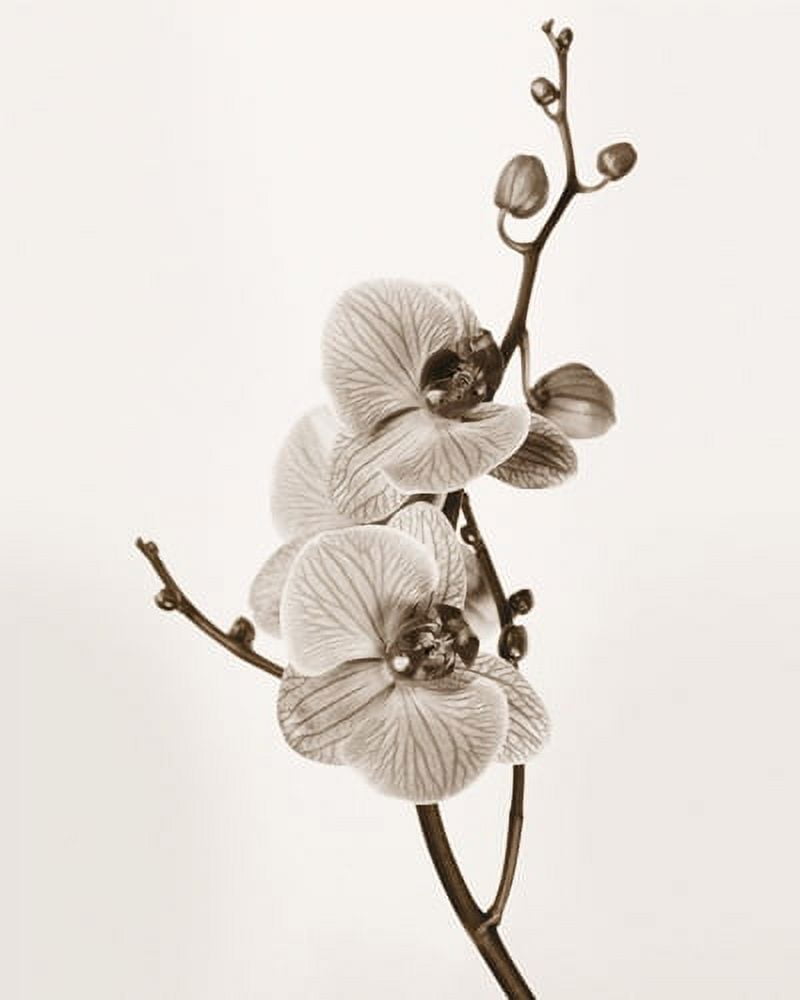 Orchids in Sepia Tones by Jane Butler Poster Print (10 x 12)