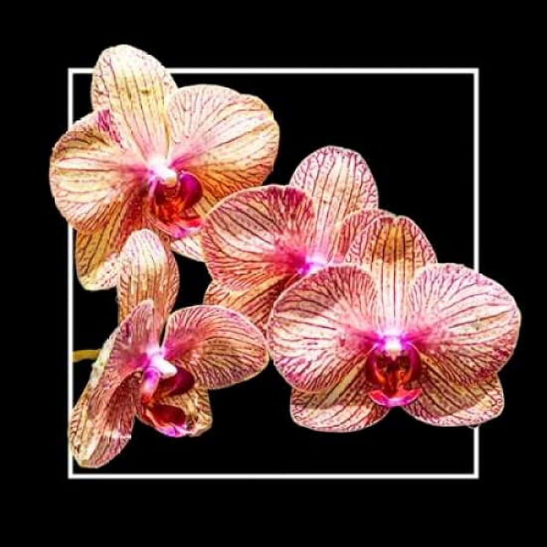 Orchids on Black I Canvas Art - Alan Hausenflock (24 x 24)
