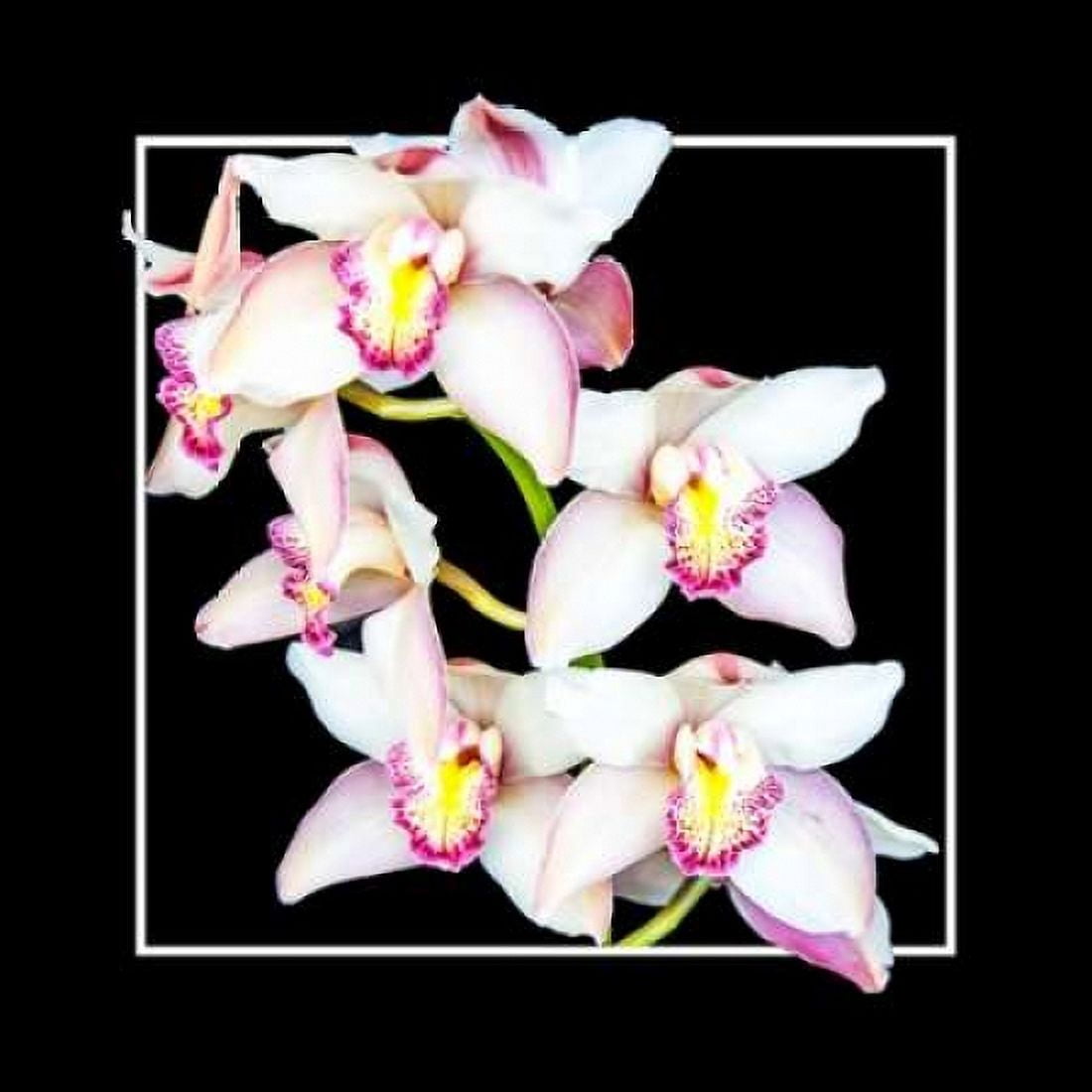 Orchids on Black II Canvas Art - Alan Hausenflock (24 x 24)
