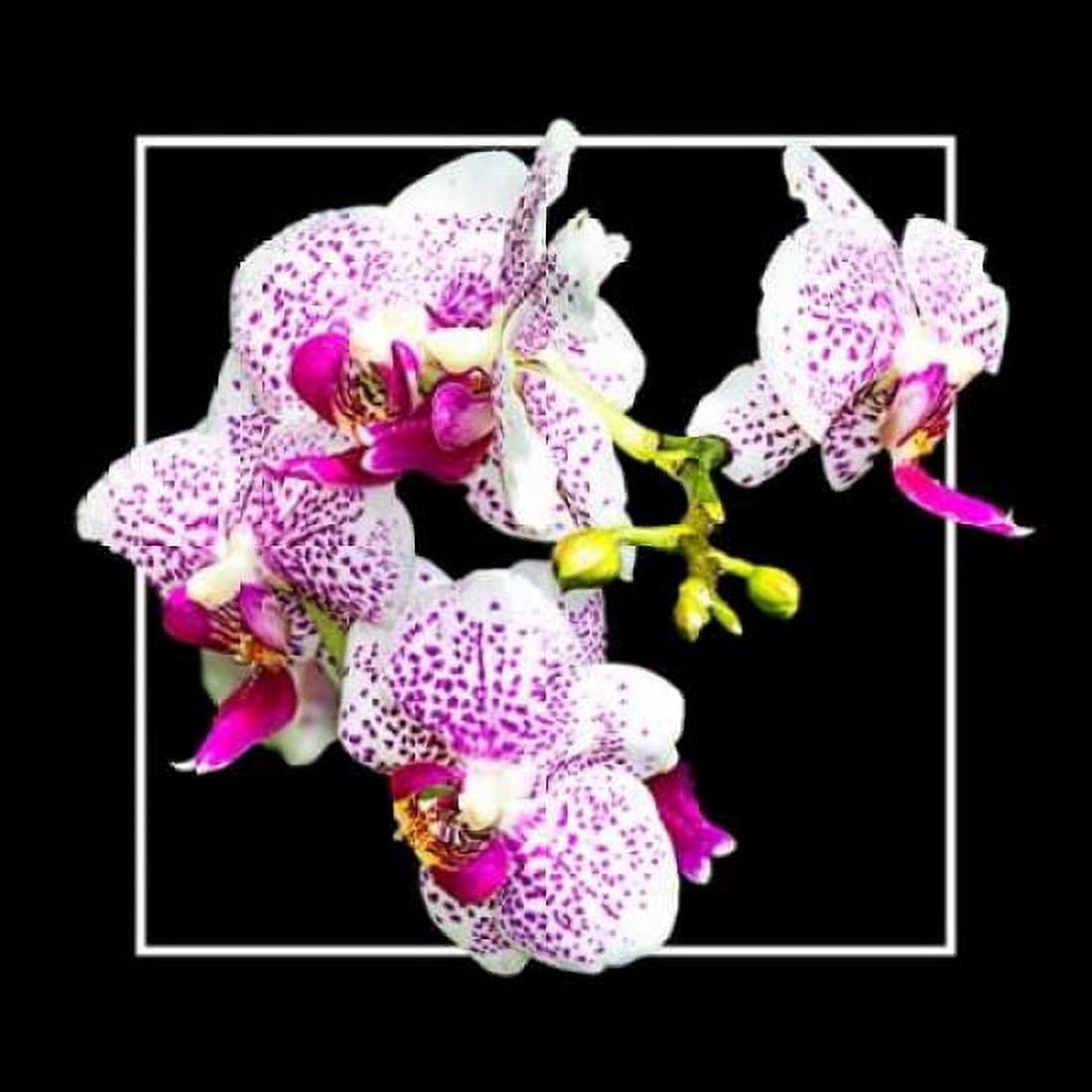 Orchids on Black III Canvas Art - Alan Hausenflock (24 x 24)