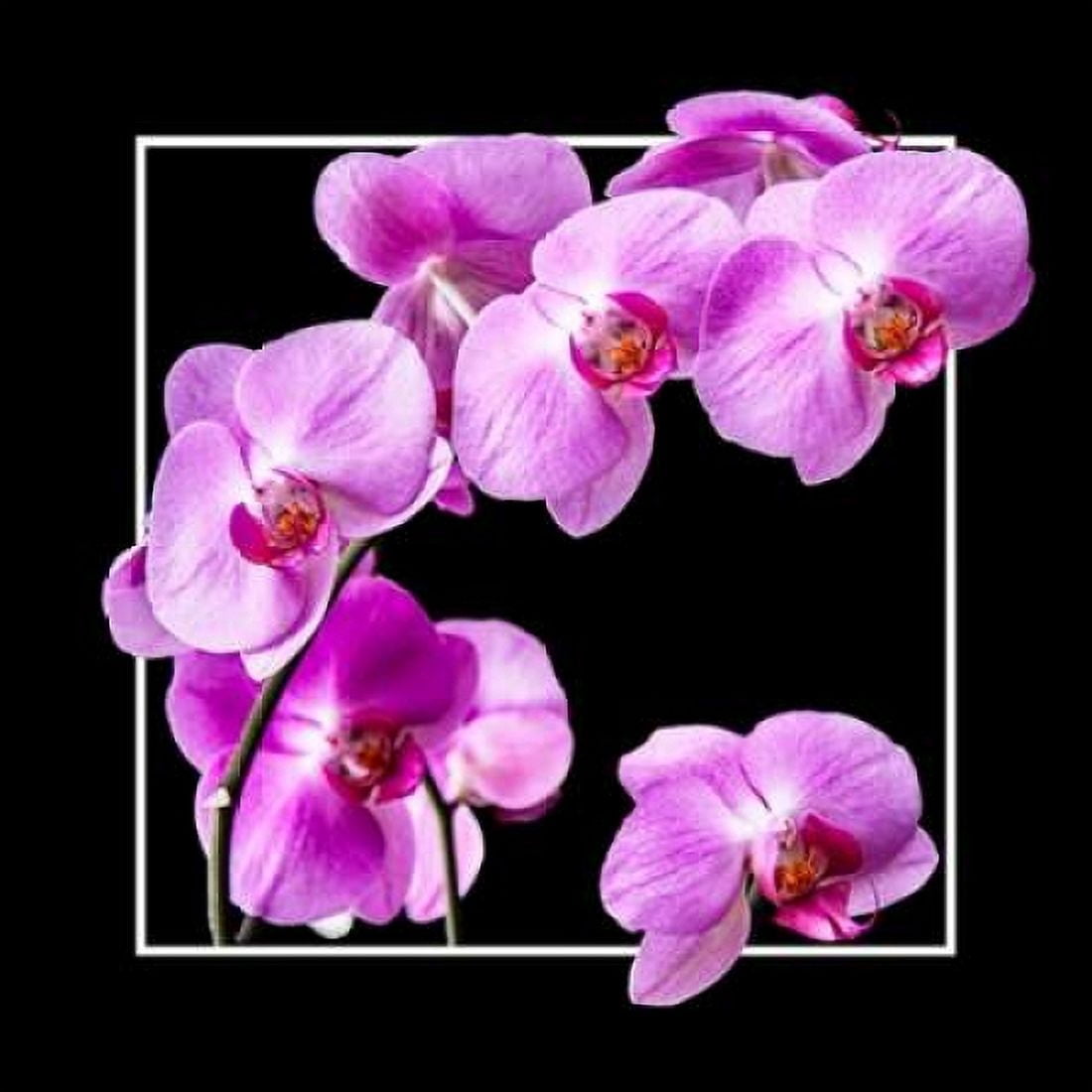 Orchids on Black IV Canvas Art - Alan Hausenflock (24 x 24)