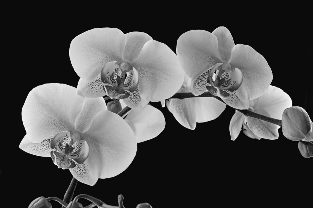 Orchids on a black background WAterloo Quebec Canada Canvas Art - David Chapman Design Pics (38 x 24)