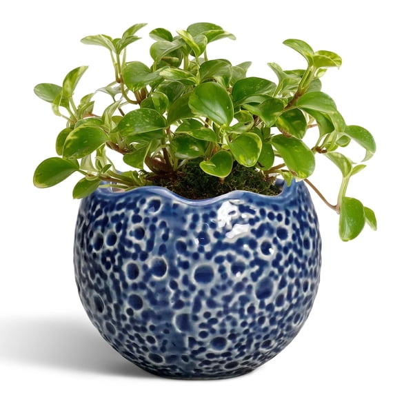 Ordivic 4 inch Blue Ceramic Planter Pot with Drainage Hole & Saucer, Mini Indoor Succulent Plant Pot for Trailing Pilea Peperomia Ivy ZZ Plant,Bedroom Desk Apartment Decor
