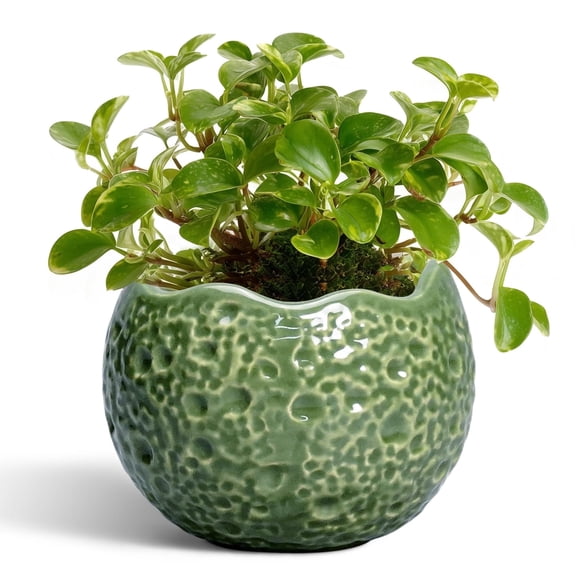 Ordivic 4 inch Ceramic Planter with Drainage Hole & Plug, Small Succulent Plant Pot for Pothos, Baby Aloe, Jade Plant Desk Bedroom Dorm Decor