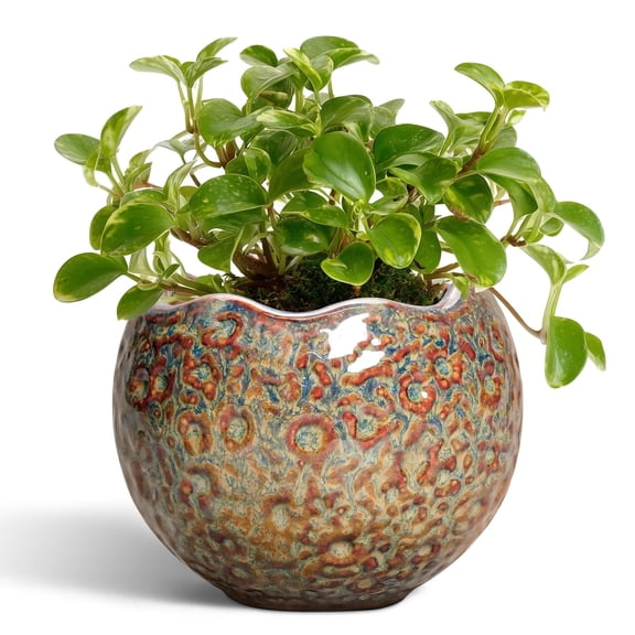 Ordivic 4 inch Brown Ceramic Planter with Drainage Hole & Plug, Small Desktop Plant Pot for Mini Pothos, Baby Aloe,Jade Plant ,Bedroom Dorm Office Indoor Decor