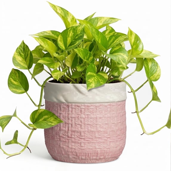 Ordivic 6 Inch Pink Ceramic Planter with Drainage Hole – Small Round Flower Pot for Succulents, Orchids, Indoor Outdoor, Boho Home Decor, Gift for Plant Lover