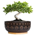 thumbnail image 1 of Ordivic 8 inch Black Shallow Ceramic Planter with Drainage Hole and Saucer – Round Low Bowl Bonsai Pot for Succulents Cacti, Modern Boho Tabletop Indoor Decor, 1 of 8