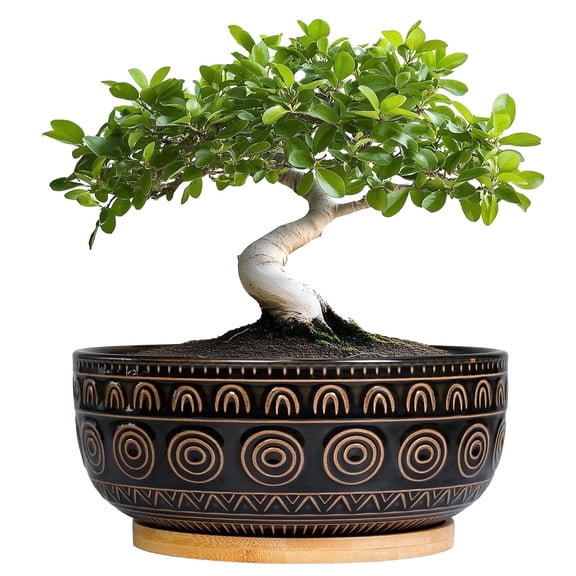Ordivic 8 inch Black Shallow Ceramic Planter with Drainage Hole and Saucer – Round Low Bowl Bonsai Pot for Succulents Cacti, Modern Boho Tabletop Indoor Decor