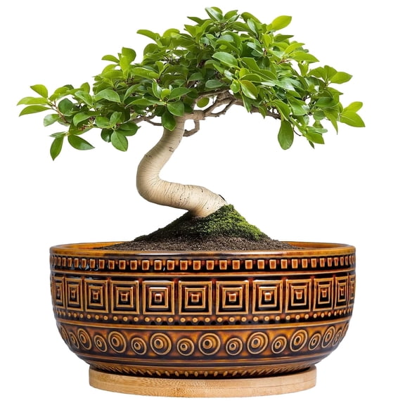 Ordivic 8 inch Matte Brown Shallow Ceramic Bonsai Pot with Drainage Hole & Matching Saucer, Round Succulent Bowl Planter , Boho Indoor Decor, Birthday & Housewarming Gift