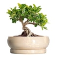 thumbnail image 1 of Ordivic 8 inch Beige Modern Ceramic Flower Pots with Drainage Hole & Saucer Indoor Shallow Planter for Cactus & Office Desk, 1 of 8