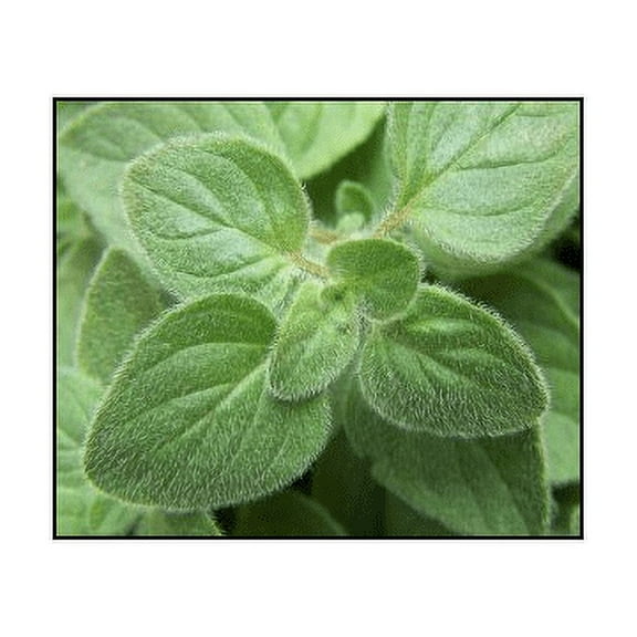 Oregano Greek Great Garden Herb Seeds by Seed Kingdom (1 Oz Seeds)