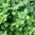 thumbnail image 1 of Oregano Herb Garden Seeds - Common Italian - 0.25 Oz - Non-GMO, Certified Organic Oregano Herbal Spice Gardeing Seed, 1 of 3