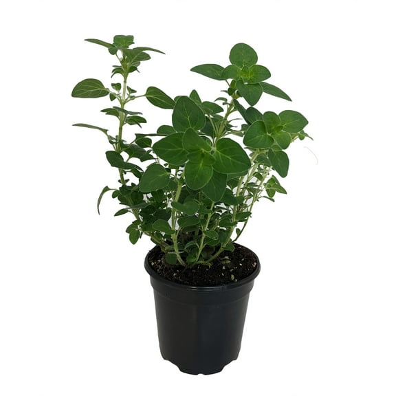 Oregano Herb Plant - 4" Pot - Organum - Live Plant