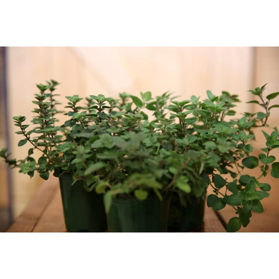 Oregano Live Plant in 4-Inch Pot - Fresh and Healthy - Hardy and Ready to Impress in Your Herb Garden - Perfect for Culinary Aficionados - Very Aromatic Oregano Herb Ready to Plant
