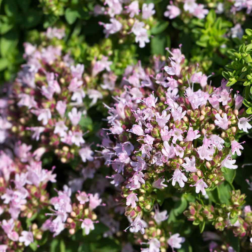 Oregano Seed - Origanum Vulgare Herb Plant Seeds - 1/4 LB