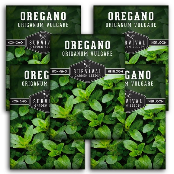 Oregano Seeds - 5 Pack - Non-GMO Heirloom Full Sun Perennial Herb