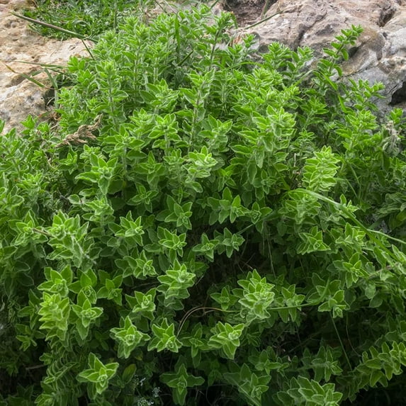 Oregano Seeds - Drought Tolerant Greek Oregano Herb Xeriscape Herb Garden Plants - 10000 Seeds