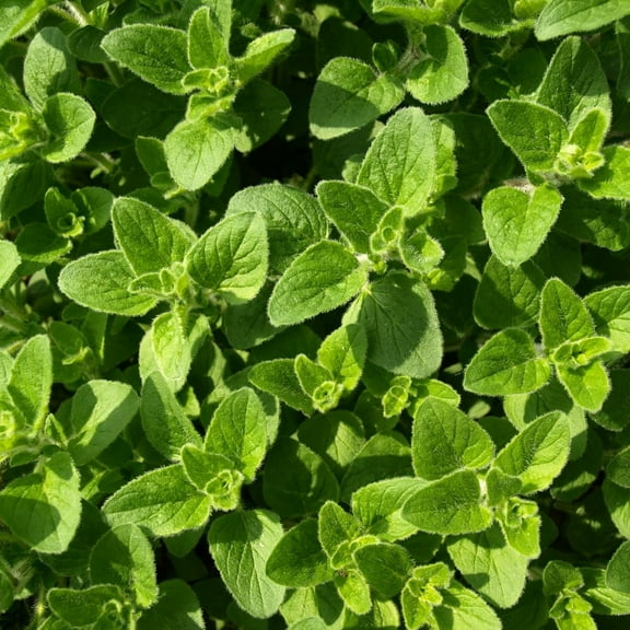 Oregano Seeds Italian Oregano HERB Seeds, Heirloom, 200 Seeds, Healthy Delicious HERB