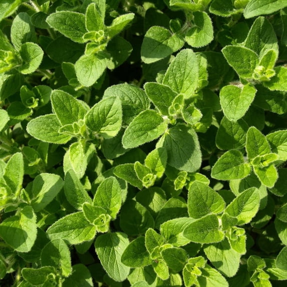 Oregano Seeds Italian Oregano HERB Seeds, Heirloom, 500 Seeds, Healthy Delicious HERB