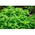 thumbnail image 1 of Oregano Vulgare Herb Seeds/ Perennial/Full Sun/8K Seeds 1/2 Gram/Zellajake Farm and Garden - B193, 1 of 5
