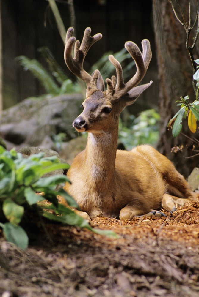 Oregon Black-Tailed Deer (Odocoileus Hemionus) Calmly Sitting On Ground Canvas Art - Greg Vaughn Design Pics (11 x 17)